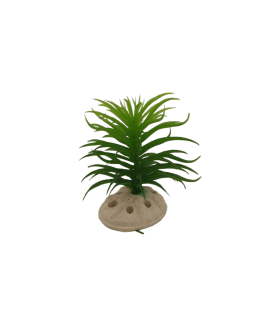 Planta Decorativa Aquário 10 cm - Verde